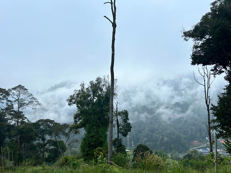 겐팅 캠핑장 The Rainforest 후기